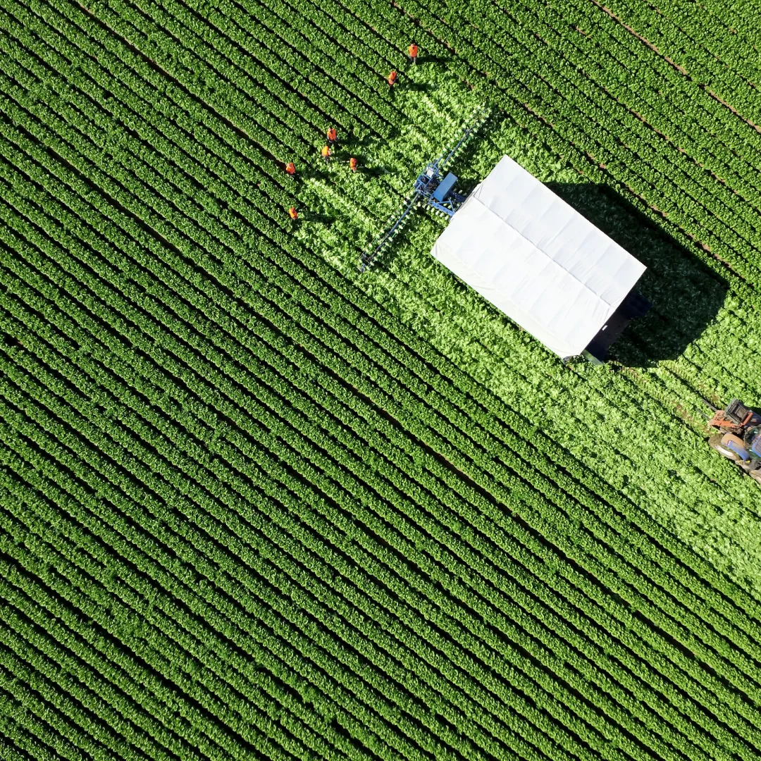 Estrategia de Contenido para Negocios Agrícolas en Murcia 2025