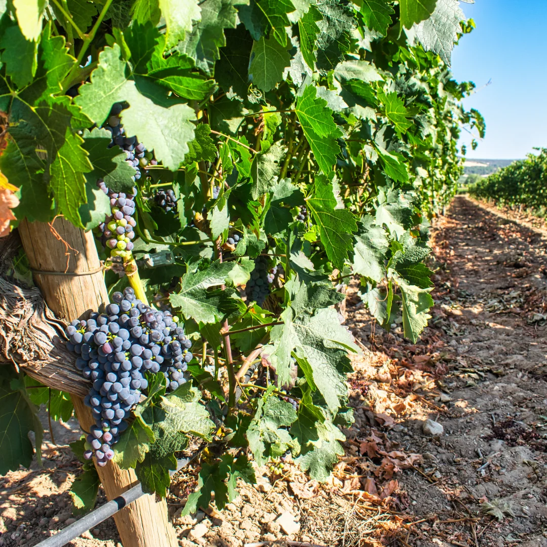 SEO para Verano: Turismo Costa del Sol